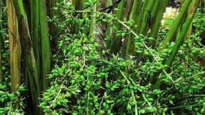 ₹165 Cr | 469 acres cardamom estate for sale  in kumily, idukki