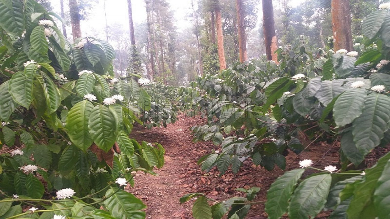 ₹2.70 Cr | 6 acres agriculture land for sale in gonikoppa coorg