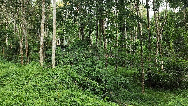 ₹40 Lac | 92 cents agriculture land for sale  in koleri wayanad
