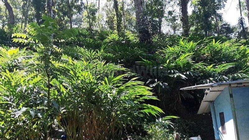 ₹165 Cr | 469 acres cardamom estate for sale  in kumily, idukki