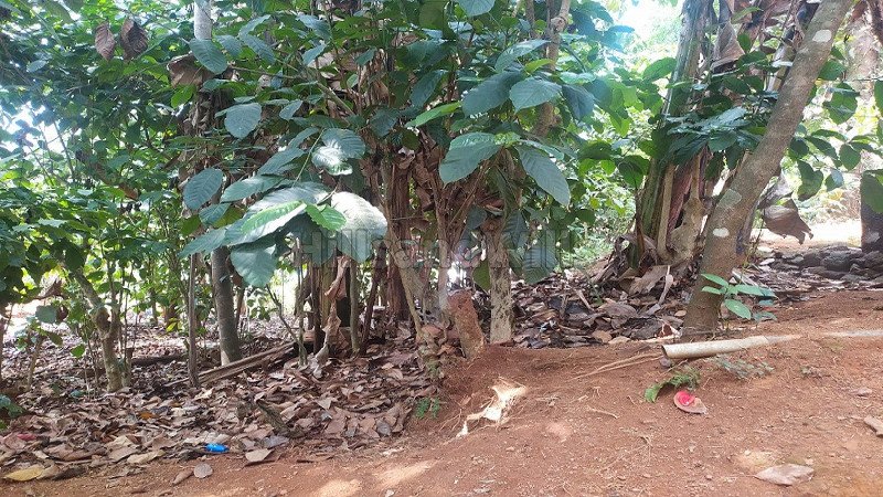 ₹20 Lac | 3bhk farm house for sale  in mananthavady wayanad