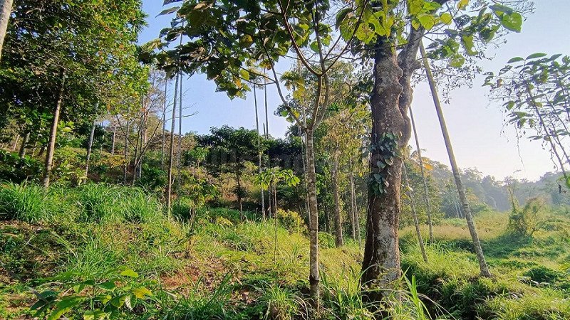 ₹60 Lac | 2 acres residential plot for sale  in mananthavady wayanad
