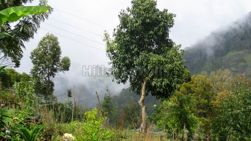 ₹35 Lac | 3 acres agriculture land for sale in kodaikanal
