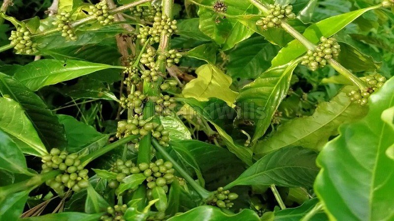 ₹14 Cr&nbsp;|&nbsp;50 acres coffee and tea estate for sale  in bitherkad gudalur