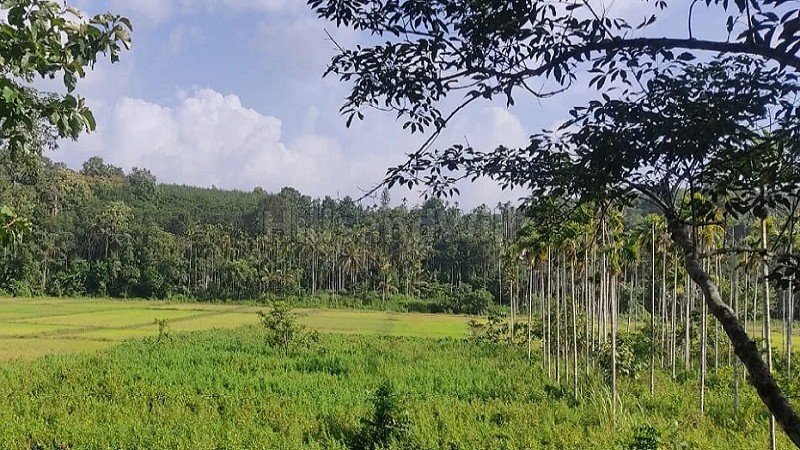 ₹45 Lac | 125 cents  agriculture land with rubber plantation for sale  in nadavayal wayanad