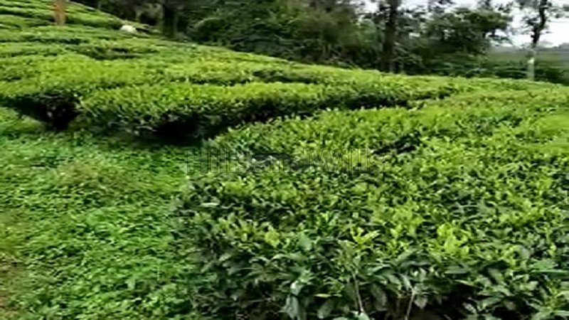 ₹185 Cr | 752 acres tea & coffee estate for sale  in valparai