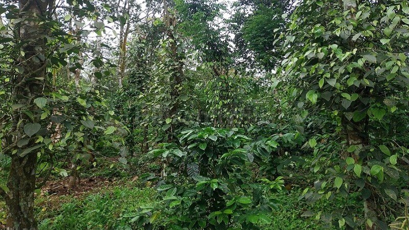₹35 Lac | 1 acres  cardamom & pepper land for sale  in mundiyeruma idukki