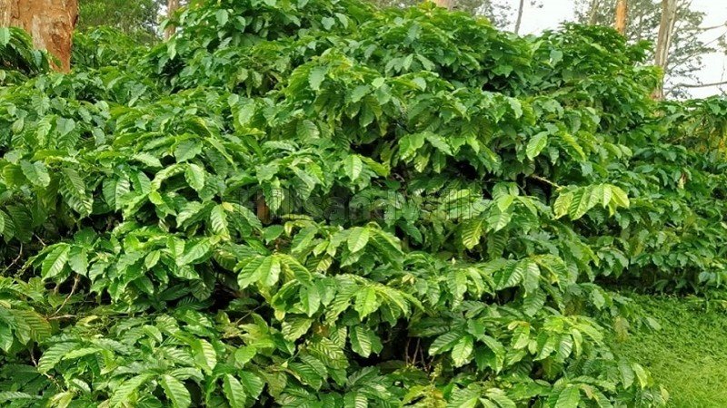 ₹14 Cr&nbsp;|&nbsp;50 acres coffee and tea estate for sale  in bitherkad gudalur