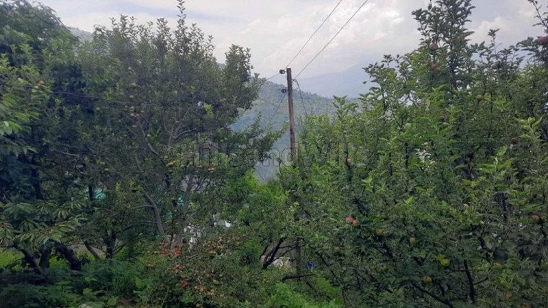 ₹2.50 Cr | 19 bigha apple orchard for sale  in narkanda shimla