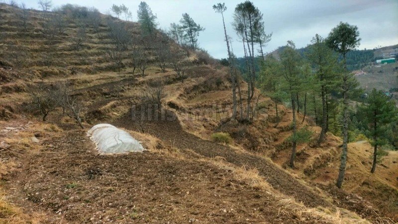 ₹20 Cr | 38 acres  apple orchard for sale  in theog shimla
