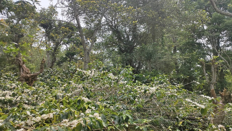 ₹2.30 Cr | 11.5 acres agriculture land for sale in thandigudi kodaikanal