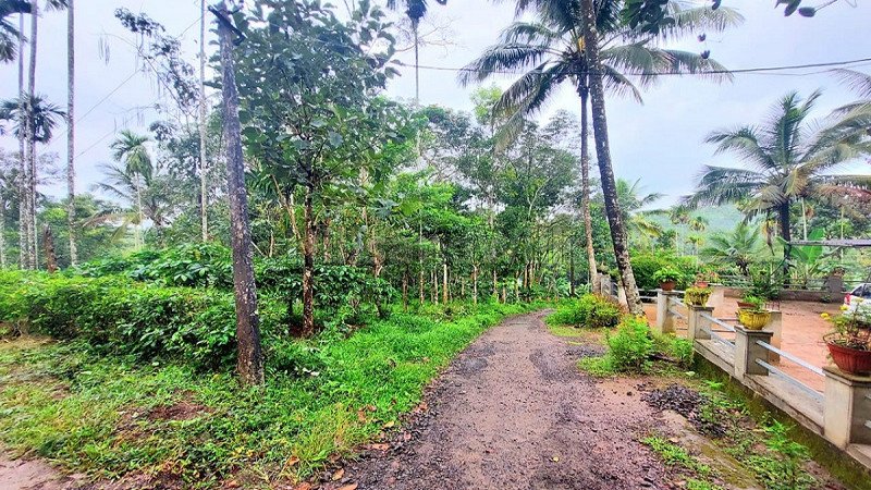 ₹55.30 Lac | 158 cents residential plot for sale  in bathery wayanad