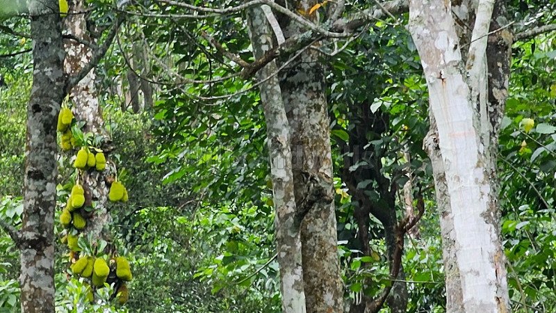 ₹46 Lac | 2 acres agriculture land for sale  in kodaikanal
