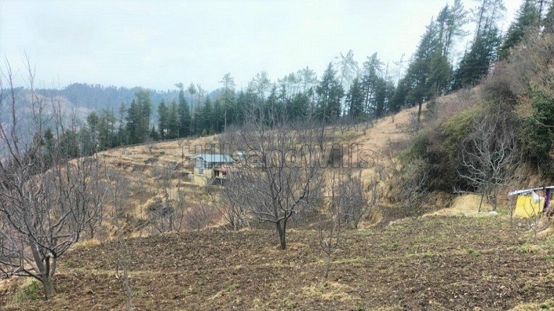 ₹20 Cr | 38 acres  apple orchard for sale  in theog shimla
