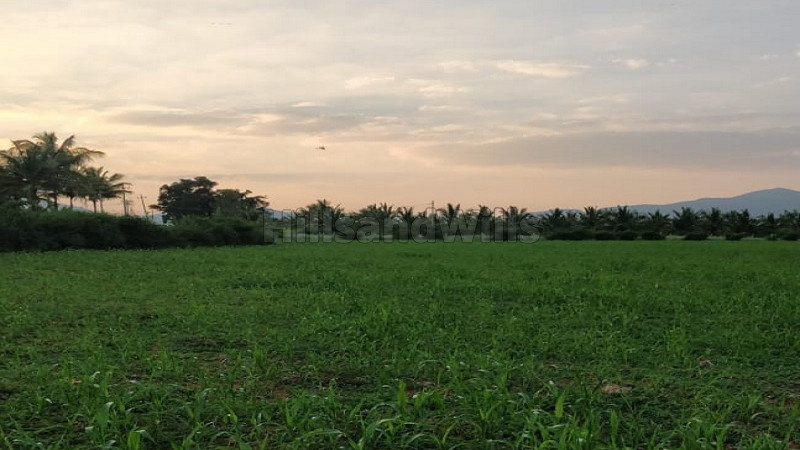 ₹1.60 Cr | 7.05 acres Agriculture Land For Sale in Brahmasamudra Chikmagalur