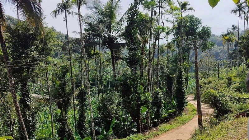 ₹75 Lac | 3 acres agriculture land for sale  in oddappati agali kerala