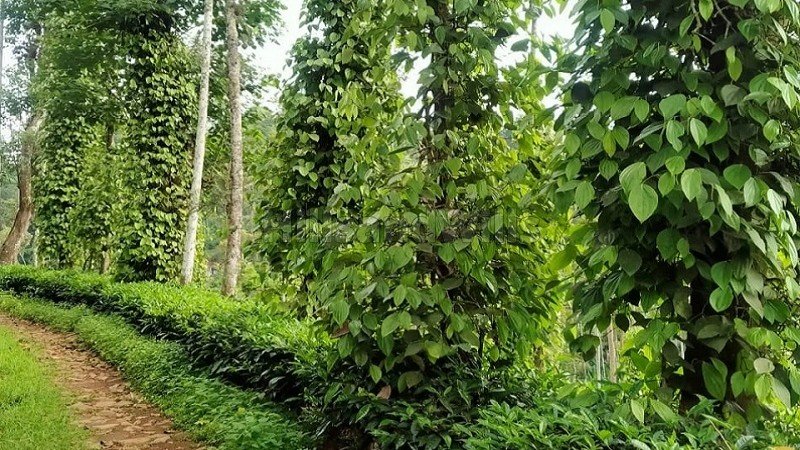 ₹14 Cr&nbsp;|&nbsp;50 acres coffee and tea estate for sale  in bitherkad gudalur