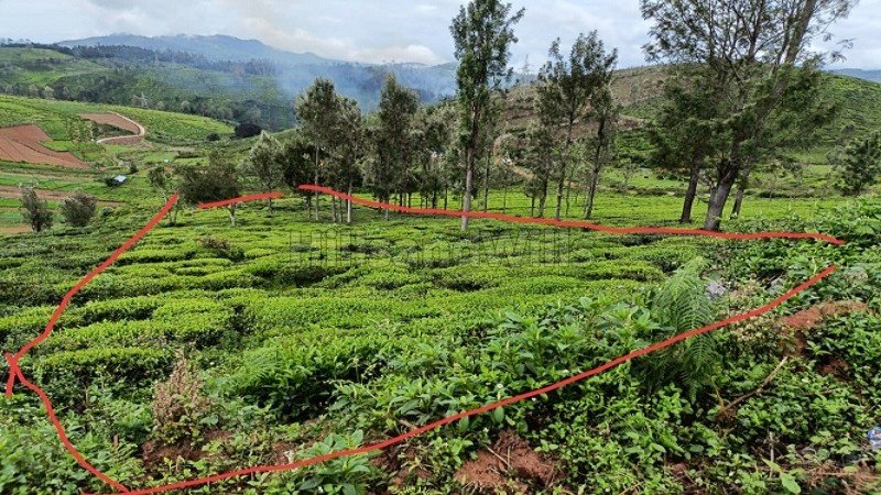 ₹1.12 Cr | 64 cents  tea garden view land for sale  in ooty