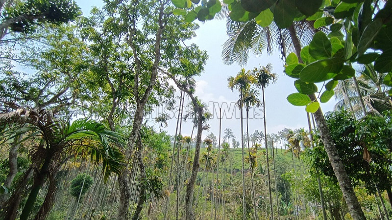 ₹55 Lac | 123 cents residential plot for sale in vaduvanchal wayanad