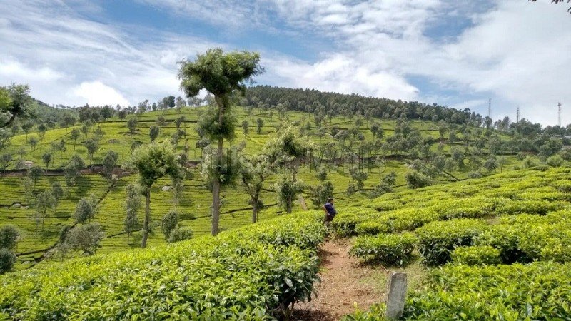 ₹1.12 Cr | 25 cents residential plot for sale  in hulical coonoor