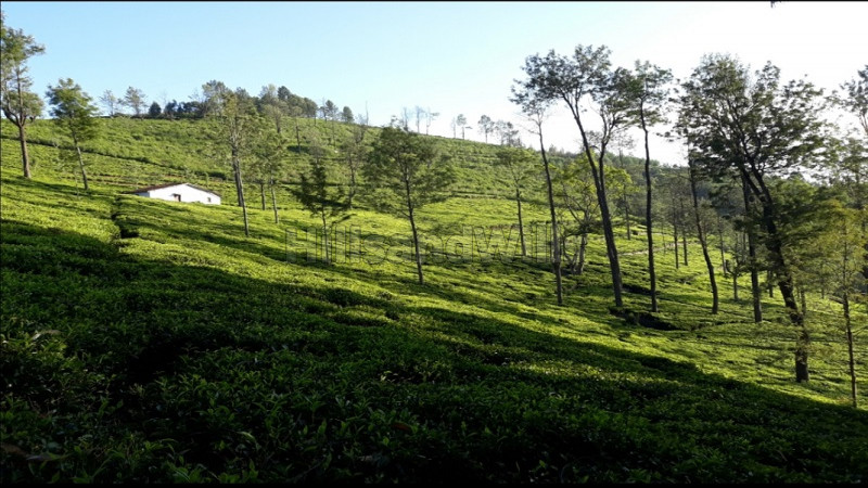 ₹9 Cr | 9 acres Agriculture Land For Sale in Aracombai Kotagiri