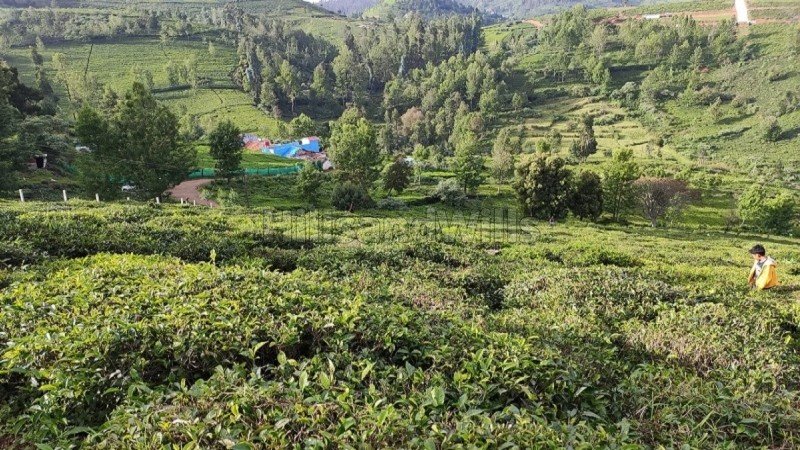 ₹1.41 Cr | 56.6 cents  tea garden land for sale  in adigaratty ooty