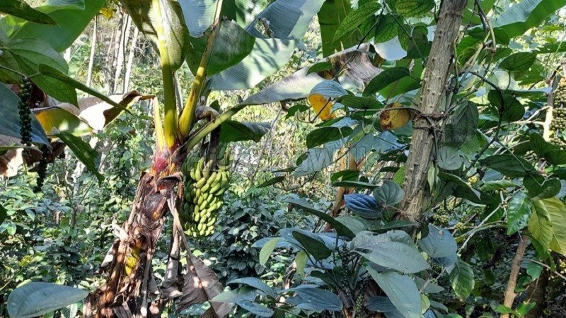 ₹1.50 Cr | 60 cents pepper plantation with house for sale in marykulam idukki