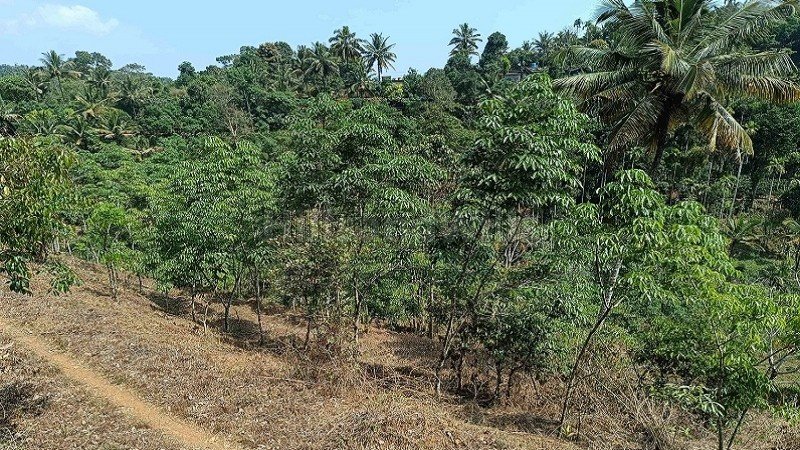 ₹60 Lac | 2 acres agriculture land for sale  near manathwady wayanad
