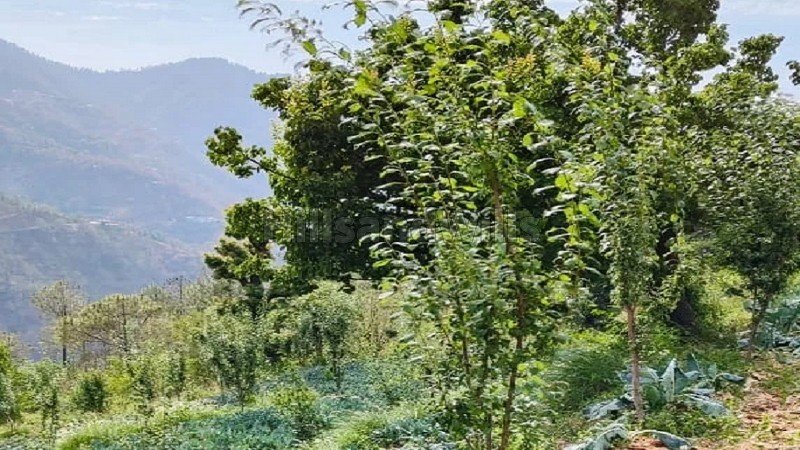 ₹7.50 Lac&nbsp;|&nbsp;10 bigha agriculture land for lease  in mashobra shimla