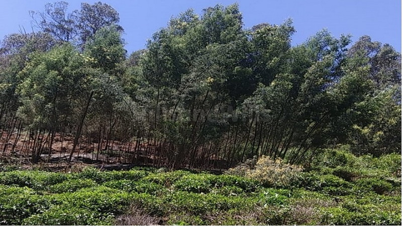 ₹40 Lac | 25 cents Residential Plot For Sale in Westbrook Ooty