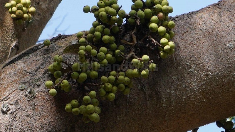 ₹2.24 Cr | 7 acres agriculture land for sale  in vadakavunji kodaikanal