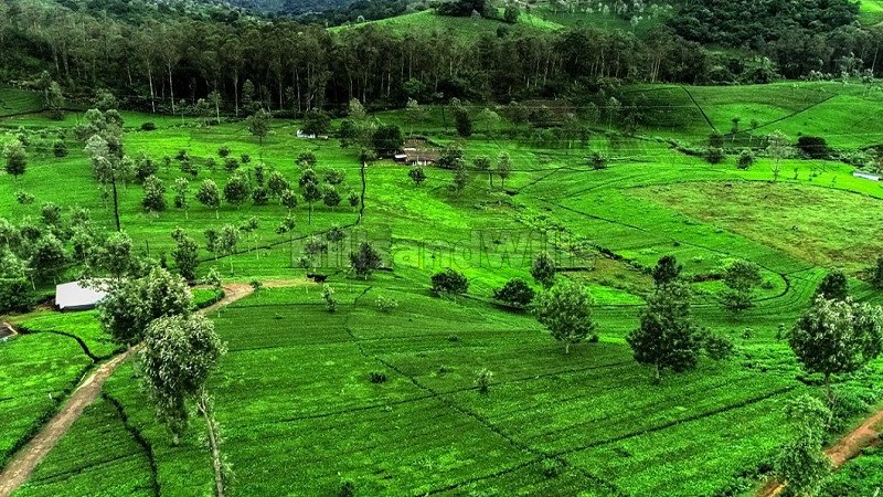 ₹1 Cr | 40 cents estate plots for sale  in kotagiri ooty