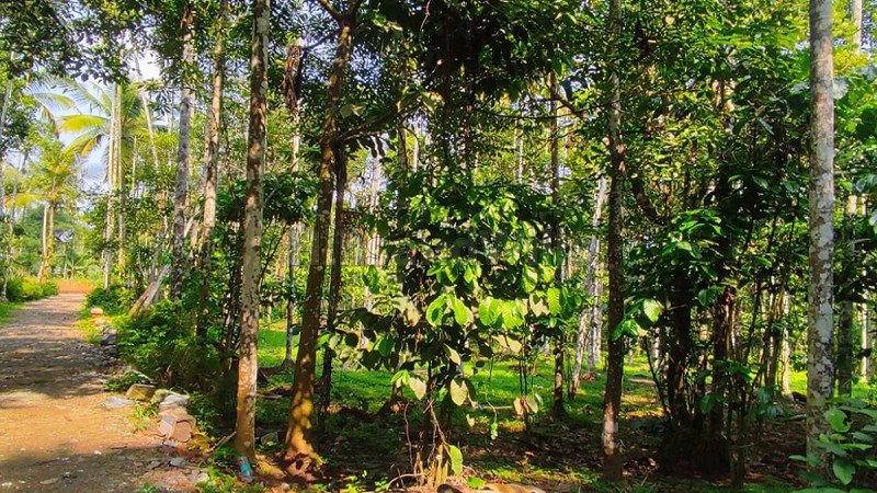 ₹56 Lac | 80 cents residential plot for sale  in pulpally wayanad