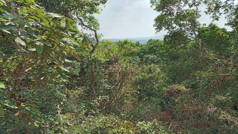 ₹5 Cr | 5 acres agriculture land for sale in madikeri coorg