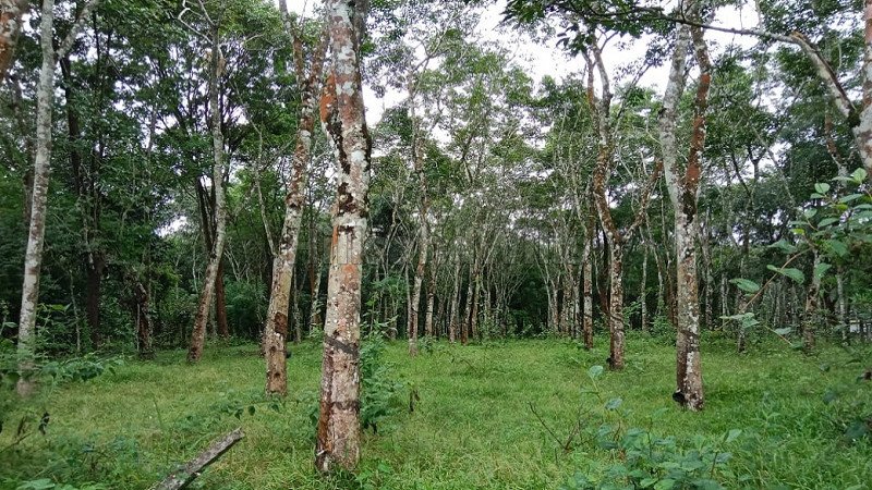 ₹2.20 Cr | 4 acres agriculture land for sale  in nadavayal wayanad
