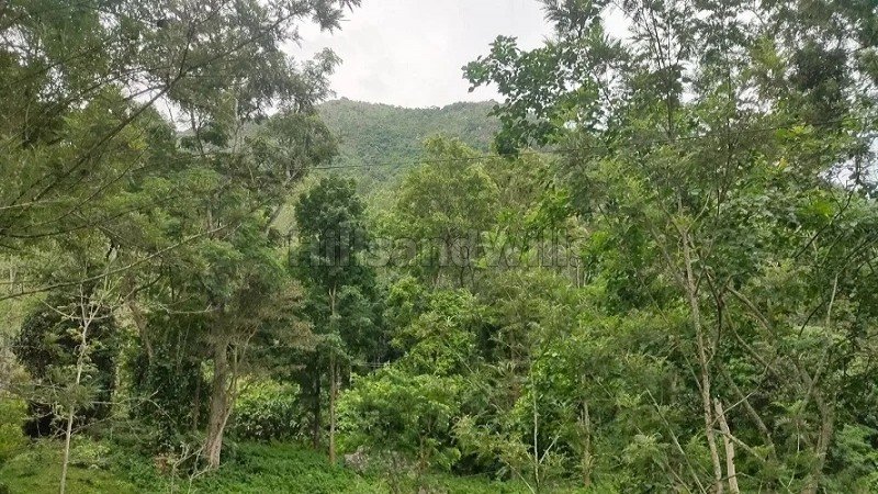 ₹27.22 Cr | 165 acres coffee estate for sale  in pachalur kodaikanal