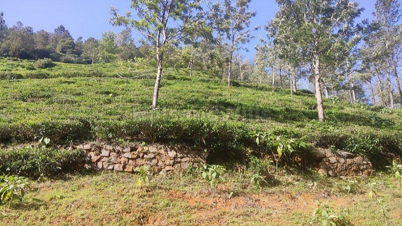 ₹1.60 Cr | 1 acres tea estate for sale  in kettikambai kotagiri