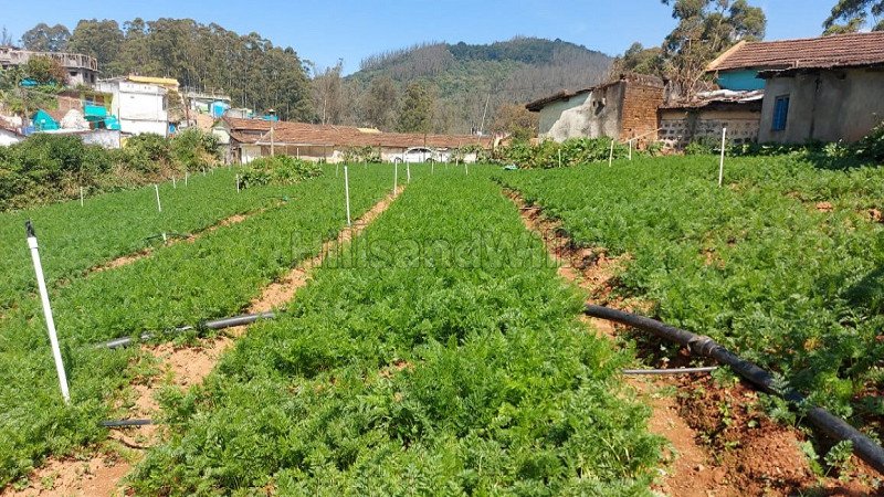 ₹3 Cr | 33 cents agriculture land for sale  in muthorai palada ooty