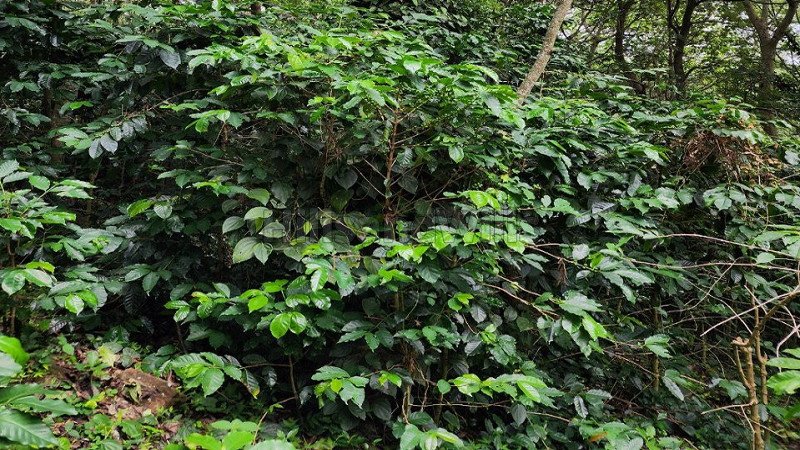 ₹43 Lac | 5000 sq.ft. residential plot for sale  in nagalur yercaud