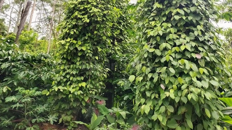 ₹2.40 Cr | 6 acres pepper estate for sale  in sorangadu gudalur