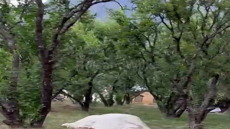 ₹3.70 Cr | 37 biswa plum orchard for sale  in patlikuhal-naggar kullu-manali