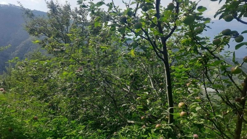 ₹2.50 Cr | 19 bigha apple orchard for sale  in narkanda shimla
