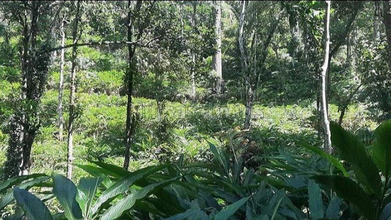 ₹165 Cr | 469 acres cardamom estate for sale  in kumily, idukki