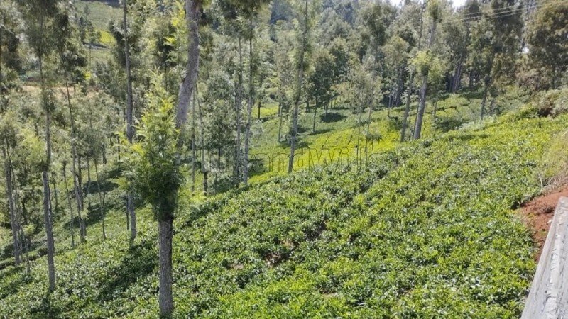 ₹4.92 Cr | 1.23 acres  tea plantation land for sale  in pandian nagar kotagiri