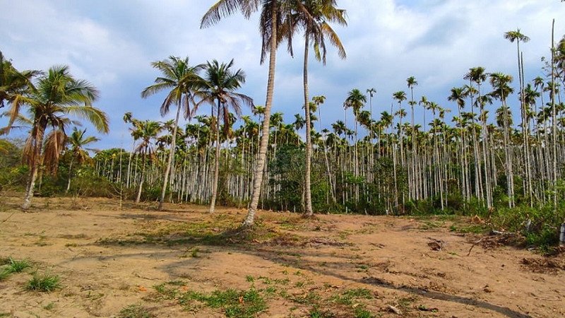₹10 Lac | 25 cents residential plot for sale  in poothadi wayanad
