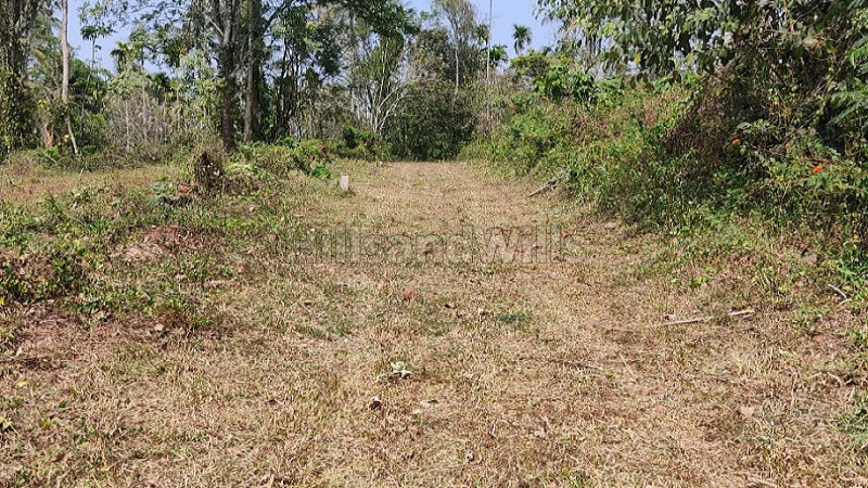 ₹4 Lac | 10 cents residential plot for sale in koleri wayanad