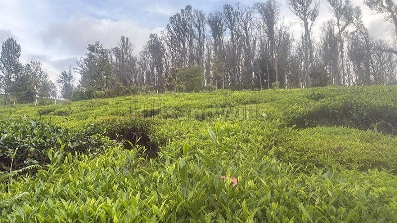 ₹2 Cr | 1.02 acres agriculture land for sale  in adigaratty near coonoor