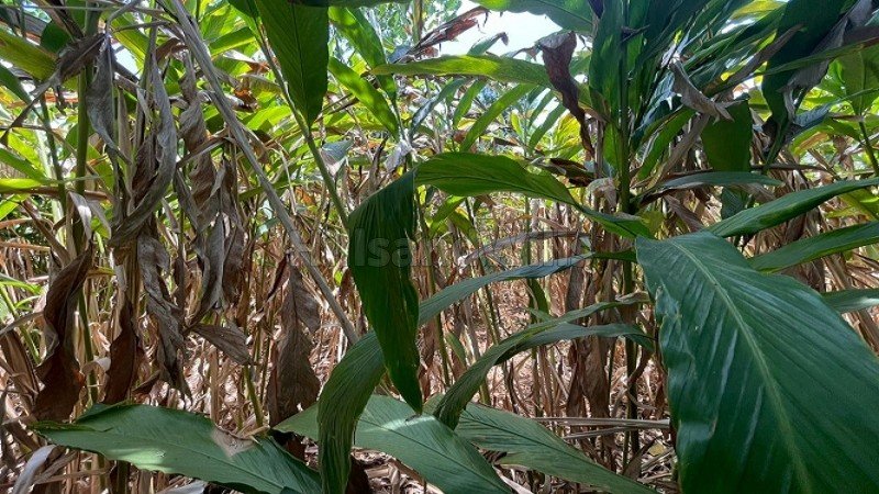₹10 Lac&nbsp;|&nbsp;1 acres agriculture land for lease  in manthippara, kochera idukki
