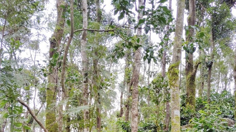 ₹83.25 Cr | 592 acres coffee estate for sale  in kemmanagundi chikmagalur
