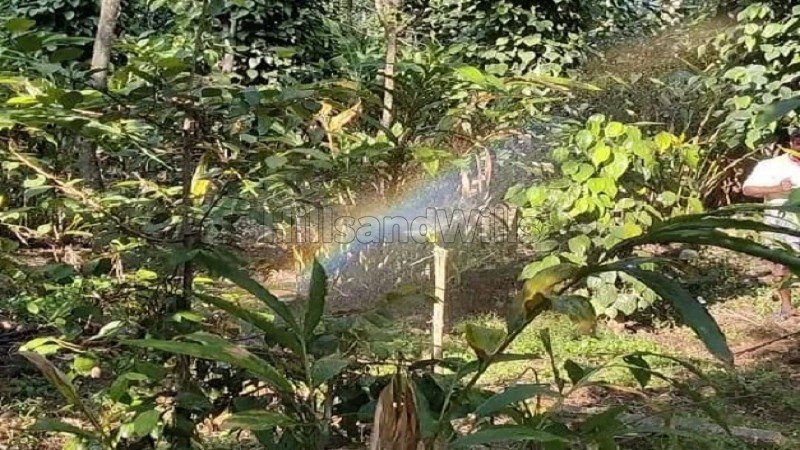 ₹1.50 Cr | 3.9 acres cardamom and pepper estate for sale  in periyur kodaikanal